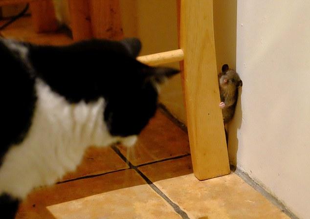 现实版“猫和老鼠”：老鼠戏弄猫咪后逃走