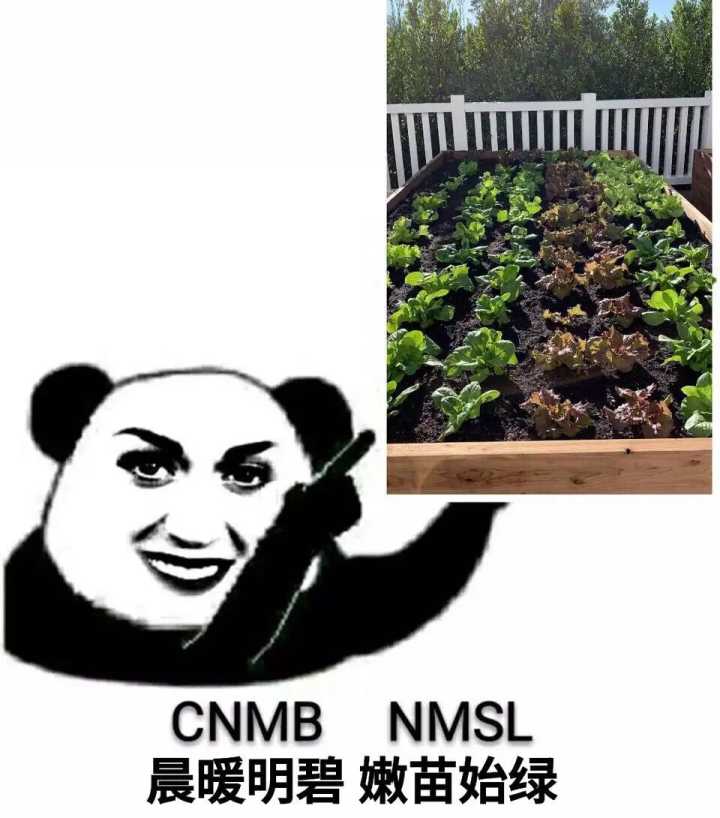 CNMB NMSL