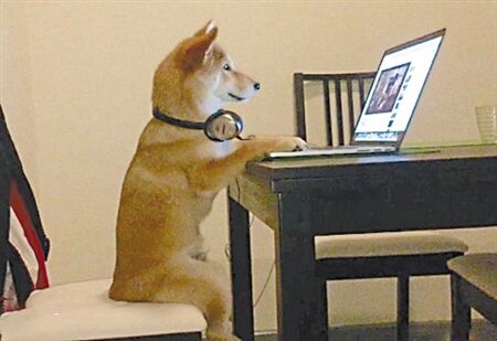 狗狗玩电脑