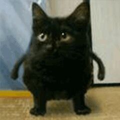 小黑猫生气了