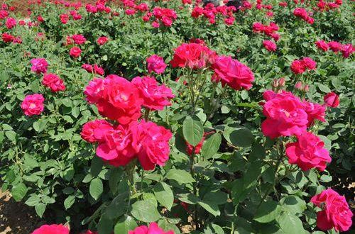玫瑰花怎么种植 玫瑰花的种植方法