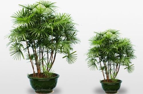 盆栽植物棕竹怎么养 盆栽棕竹多久浇水一次