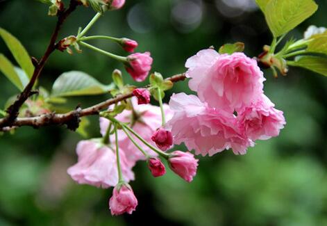 樱花花期是什么时候 樱花花期怎么养护