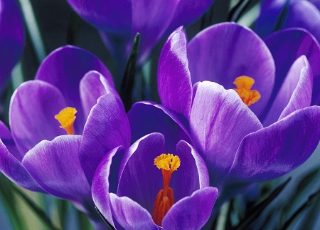 紫番红花的病虫害防治