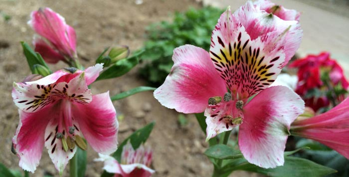 盆栽六出花的养殖方法和注意事项有哪些