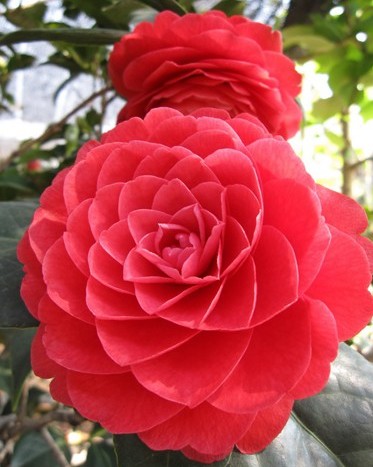 红色山茶花的花语：天生丽质