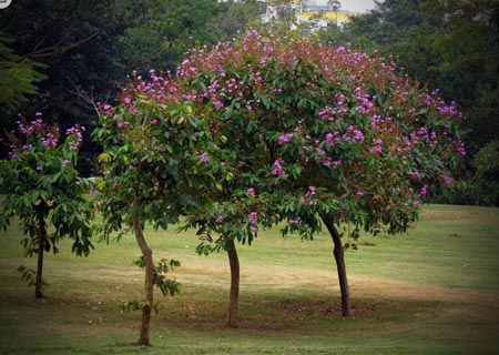 紫薇树的栽培技术与注意事项