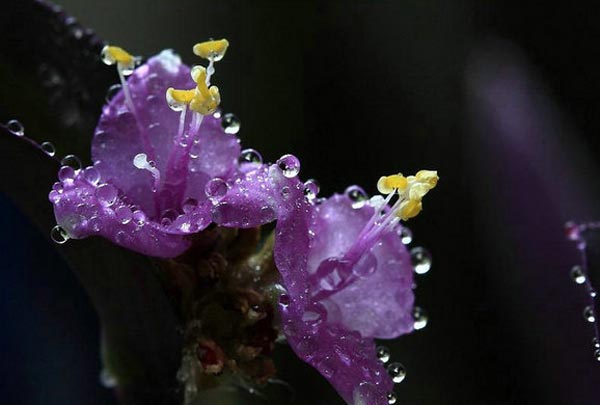 紫鸭跖草的繁殖方法和养殖方法介绍