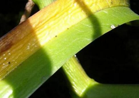 斑舌兰的常见病虫害及防治方法