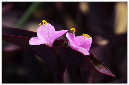 紫鸭跖草有什么药用价值 紫鸭跖草的功效与作用