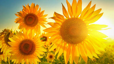 唯美的句子，我用向阳花，去诠释阳光