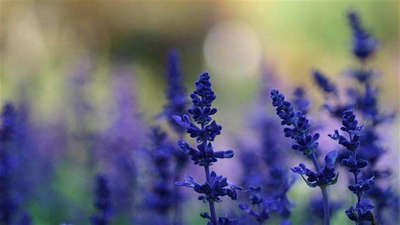 唯美的句子，你的笑，唯美了那一束紫蓝色的薰衣草