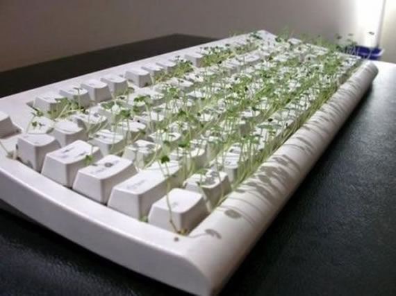 键盘里种豆芽