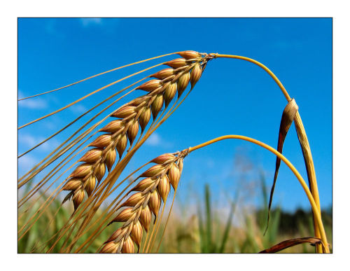 成熟的麦子低垂着头