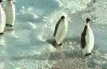 企鹅把另一只企鹅拍到水里