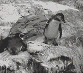 企鹅把另一只企鹅推下去