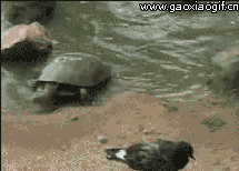 乌龟抓鸟的gif动态图片