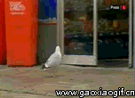 鸽子进商店偷东西的gif动态图片