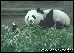 熊猫只顾吃东西把小熊猫仍走的gif动态图片