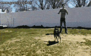 狗狗玩跳绳的gif动态图片