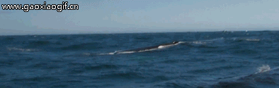 鲸鱼喷水出彩虹的gif动态图片