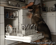 狗狗帮忙洗碗的gif动态图片