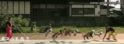 一群狗狗跳绳玩的gif动态图片