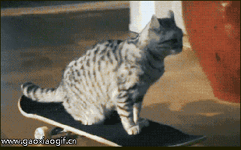 猫咪踩滑板回窝的gif动态图片