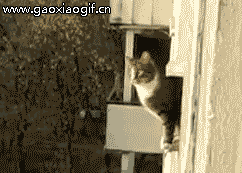 猫跳屋子里的gif动态图片
