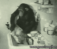猩猩帮小狗洗澡的gif动态图片