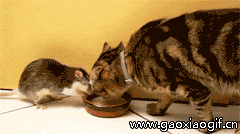 老鼠抢猫咪的食物的gif动态图片